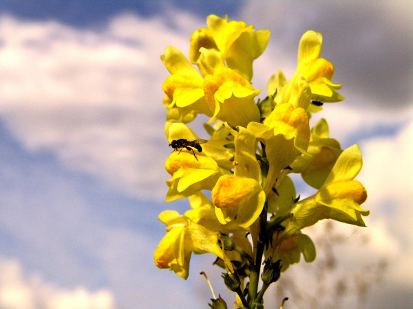 large-yellow-flower-over-blue-sky-background-wallpaper