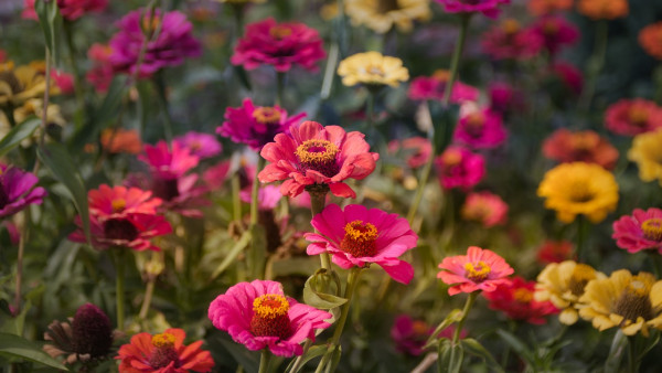 zinnias-3700771_1280