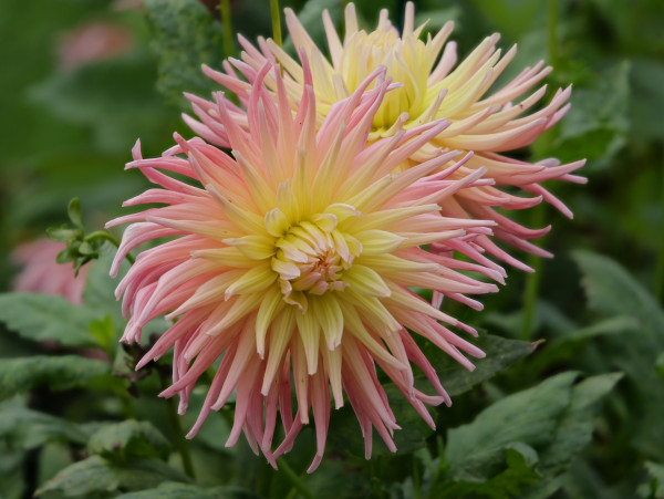 2400-a-close-up-of-two-pink-and-yellow-flowers