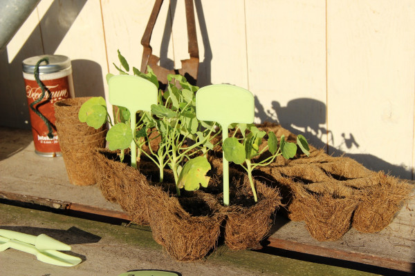 Produktbild von Videx Anzuchttöpfe Kokos 12er Wabe mit jungen Pflanzen auf einer Holzoberfläche im Sonnenlicht neben Gartengeräten und einer Dose