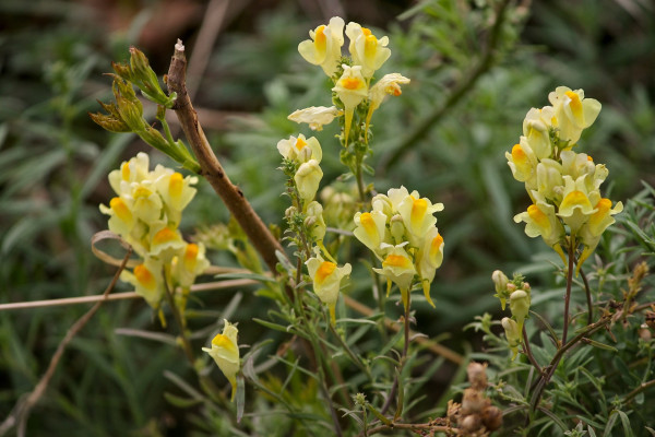 small-snapdragons-3622034_1920