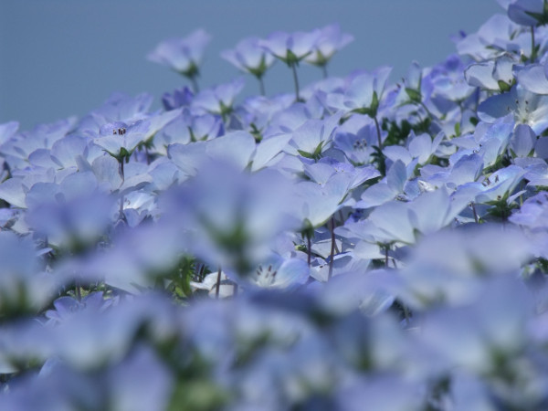 nemophila-663925_1920