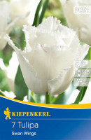 Kiepenkerl Gefranste Tulpe Swan Wings