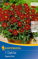Kiepenkerl Baby-Dahlie Topmix Rot