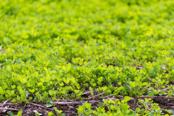 large-trebol-plantation-for-forage-in-the-mountains