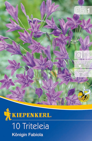 Produktbild von Kiepenkerl Fruehlingsstern Koenigin Fabiola mit Abbildung der lila Bluete Pflanzanleitung und Logo