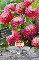 Sperli Dahlie Melody Pink Allegro