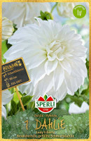 Sperli Dahlie Lady Liberty