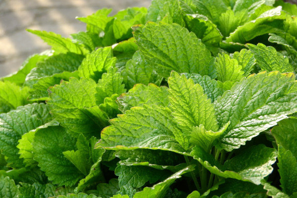 lemon-balm-2370813_1920