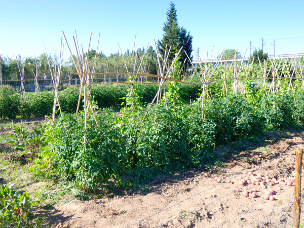 2400-potatoes-freshly-harvested-and-left-in-the-furrow-to-be-packed-in-sacks-or-in-boxes