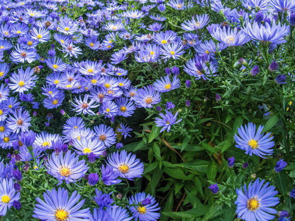 large-top-view-of-a-meadow-with-beautiful-blue-flowers