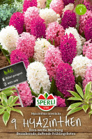 Sperli Maxi Hyazinthen Rosa + Weiß Mix