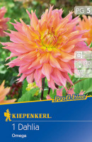 Kiepenkerl Riesenblütige Dahlie Omega