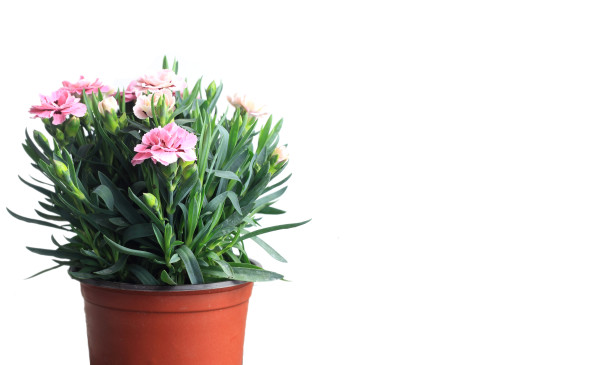large-pot-of-carnation-for-mother-on-mother-day-against-white