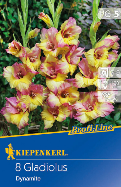 Produktbild von Kiepenkerl Großblumige Gladiolen Dynamite mit einer Blütenansicht und Verpackungsinformationen.