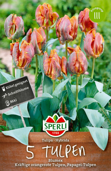 Produktbild von Sperli Papagei-Tulpe Blumex mit kräftigen orangroten Tulpen, Informationen zu Eignung für Kübel und als Schnittblume sowie der Blütezeit im Mai.