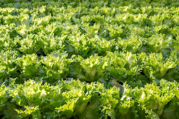 large-frillice-lettuce-cultivation-grow-under-controlled-condition-sustainable-produce-crop-development-1