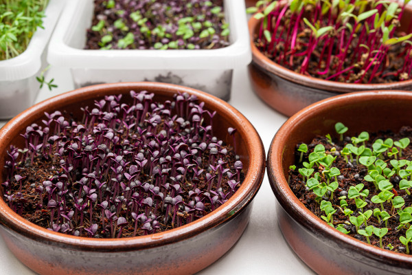 2400-bowls-with-micro-greens