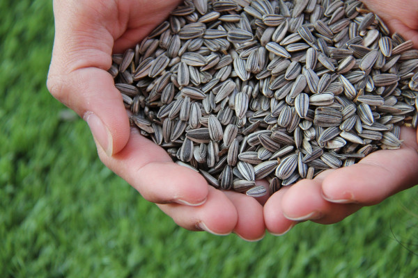 sunflower-seeds-1213766_1920