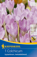 Kiepenkerl Herbstzeitlose