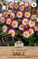Sperli Dahlie Sweetheart