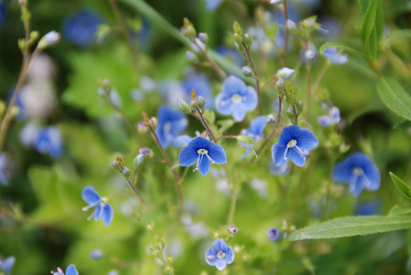 broad-leaved-sea-lavender-1417572_1920