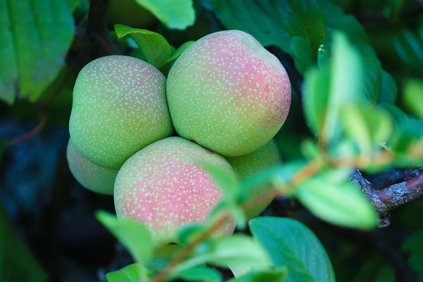 ornamental-quince-7406301_1920