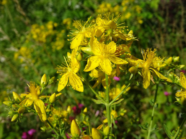 st-johns-wort-5209656_1920