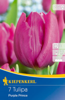 Kiepenkerl Einfache frühe Tulpe Purple Prince