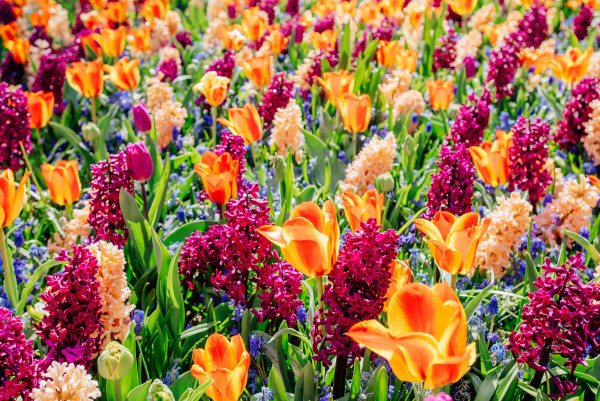 2400-field-of-wild-flowers