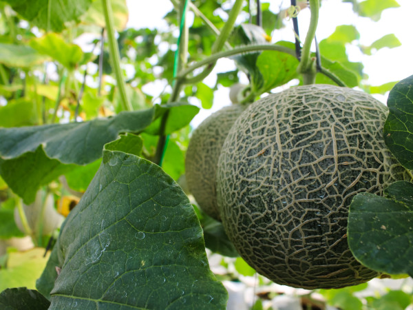 2400-fresh-melons-or-green-melons-or-cantaloupe-melons-plants-growing-in-greenhouse-supported-by-string-melon-nets-1