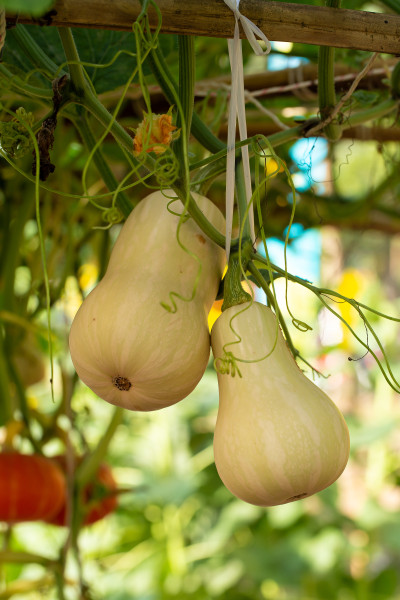2400-pumpkins-hanging-from-the-bamboo-fence-in-the-garden-1