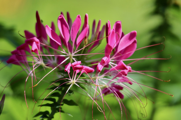 spider-flower-8962902_1920