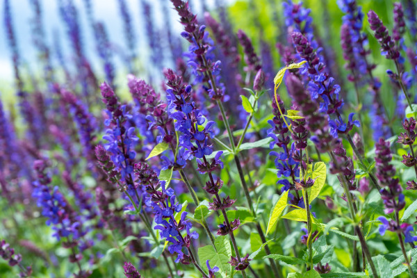 2400-sage-oak-flower-close-up-summer-floral-background-medicinal-plant-in-a-flower-bed-gardening-2