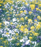 Kiepenkerl einjährige Bodenkur Vechtaer Analyse