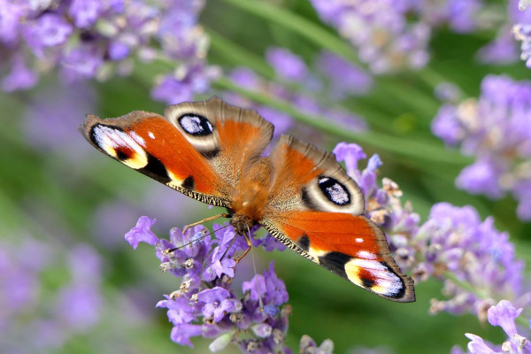 peacock-butterfly-3482707_1280