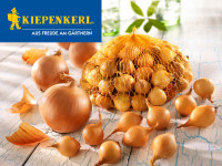 Produktbild von Kiepenkerl Steckzwiebeln Stuttgarter Riesen Größe 14/24 in einer orangen Netztasche auf einem Untergrund mit blauer Rissstruktur und dem... Produktbild von Kiepenkerl Steckzwiebeln Stuttgarter Riesen Größe 14/24 in einer orangen Netztasche auf einem Untergrund mit blauer Rissstruktur und dem Kiepenkerl-Logo oben links im Bild.