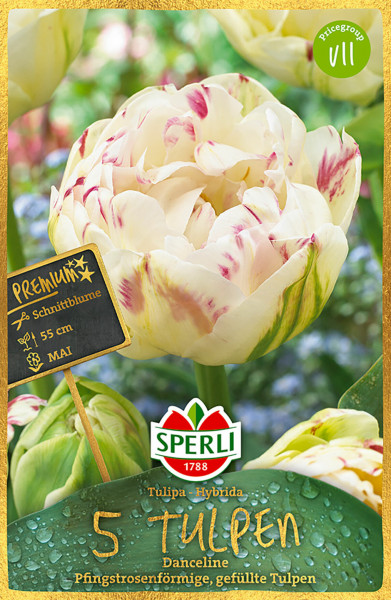 Produktbild von Sperli Premium Gefüllte Späte Tulpe Danceline mit einer Nahaufnahme der Blüte und Verpackungsinformationen wie Schnittblume Höhe 55 cm und Blütezeit im Mai.