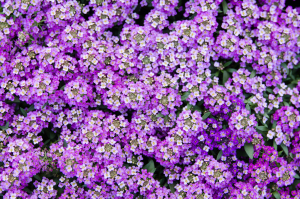 2400-purple-dark-knight-sweet-alyssum-flower-in-a-spring-season