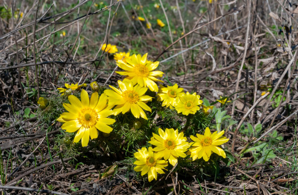 2400-adonis-vernalis-spring-pheasant-s-yellow-pheasant-s-eye-disappearing-early-blooming-in-spring-among-the-grass-in-the-wild