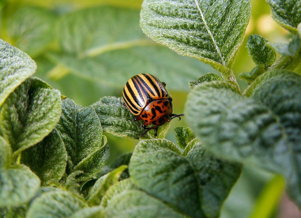 potato-beetle-582966_1280