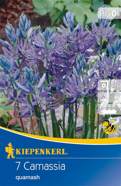 Produktbild von Kiepenkerl Prärielilie Verpackung mit blühenden Camassia quamash Pflanzen und Informationen zur Pflanzzeit sowie Wuchshöhe auf Deutsch.