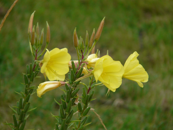 common-evening-primrose-59902_1280