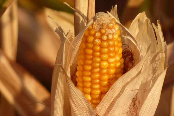 corn-7539901_1920