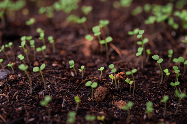 2400-seedlings-in-a-planting-tray