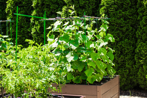 large-gardening-at-home-cucumbers-in-wooden-garden-beds