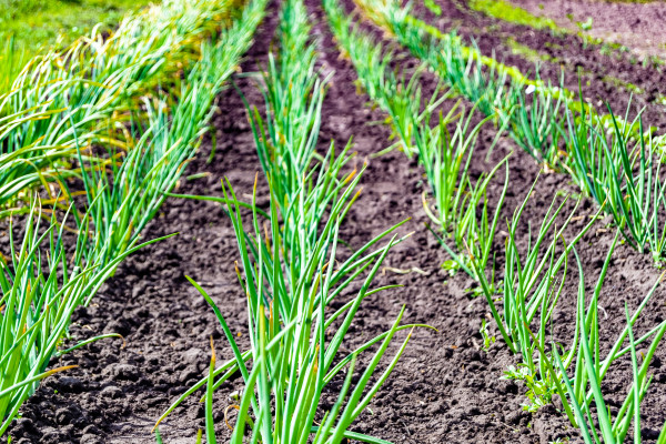 large-photography-on-theme-beautiful-onion-vegetable-plant-with-napiform-skin