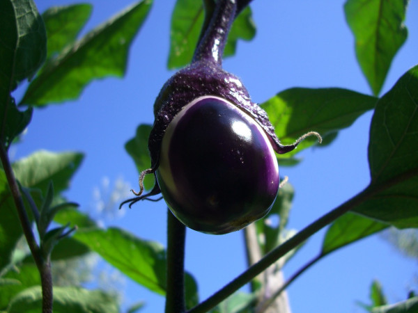 eggplant-1747124_1280