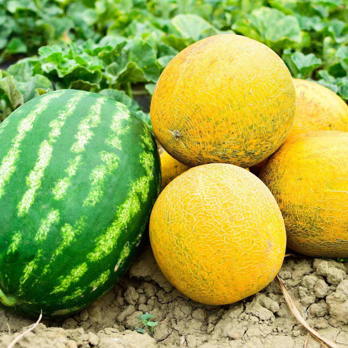 Melonen Anbau und Verwendung im Überblick Samen.de