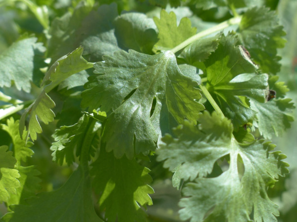 real-coriander-115372_1920